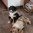 Akiba und Sunnys  Nachwuchs